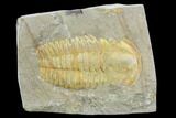 Bargain, Hamatolenus Trilobite Molt (Pos/Neg) - Tinjdad, Morocco #105897-2